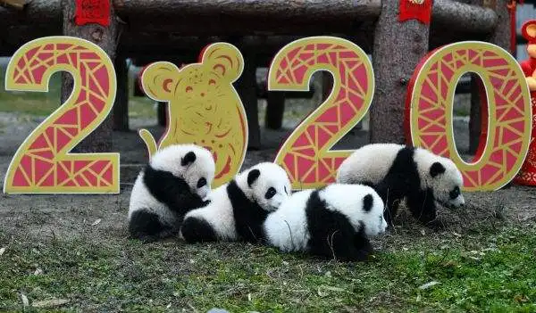 熊猫宝宝贺新春截图1