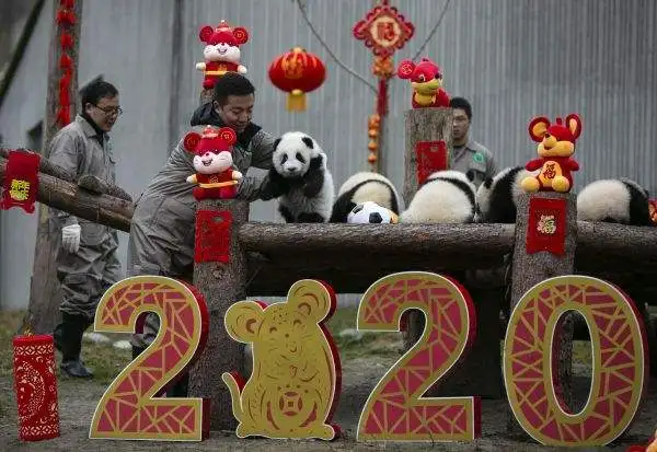 熊猫宝宝贺新春截图2