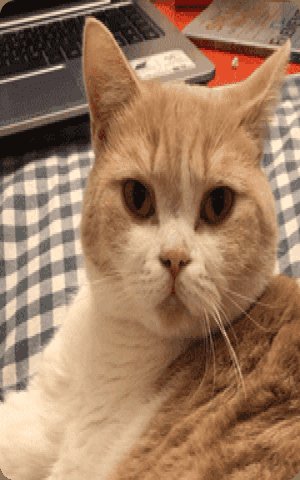 猫猫又能有什么坏心眼表情包截图1