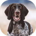 猎犬模拟器v1.1